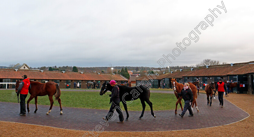 Foals-0003 
 Foals waiting to be sold at Tattersalls December Foal Sale, Newmarket 30 Nov 2017 - Pic Steven Cargill / Racingfotos.com