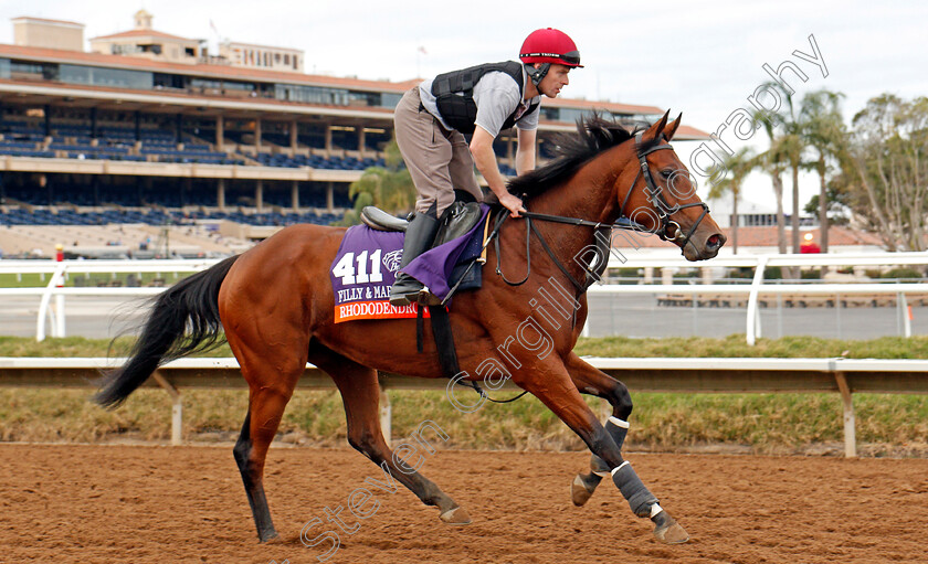 Rhododendron-0003 
 RHODODENDRON training for The Breeders' Cup Filly & Mare Turf at Del Mar 2 Nov 2017 - Pic Steven Cargill / Racingfotos.com