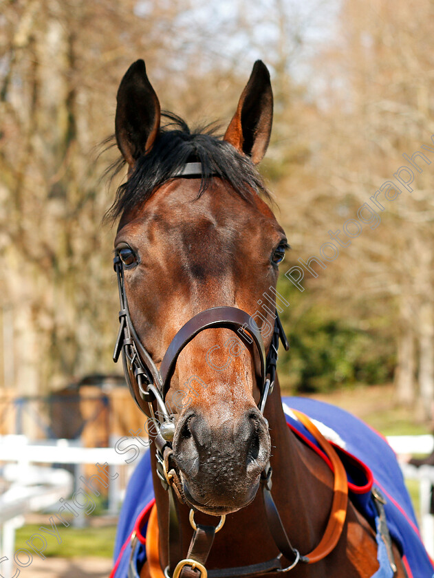 Lot-0024-colt-by-Dandy-Man-ex-Scrumptious-0001 
 Lot 024 colt by Dandy Man ex Scrumptious sells for £50,000 at Tattersalls Ireland Ascot Breeze Up Sale 5 Apr 2018 - Pic Steven Cargill / Racingfotos.com