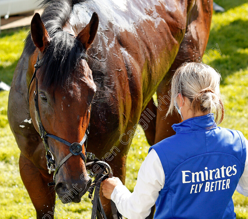 Adayar-0015 
 ADAYAR after The Cazoo Derby
Epsom 5 Jun 2021 - Pic Steven Cargill / Racingfotos.com