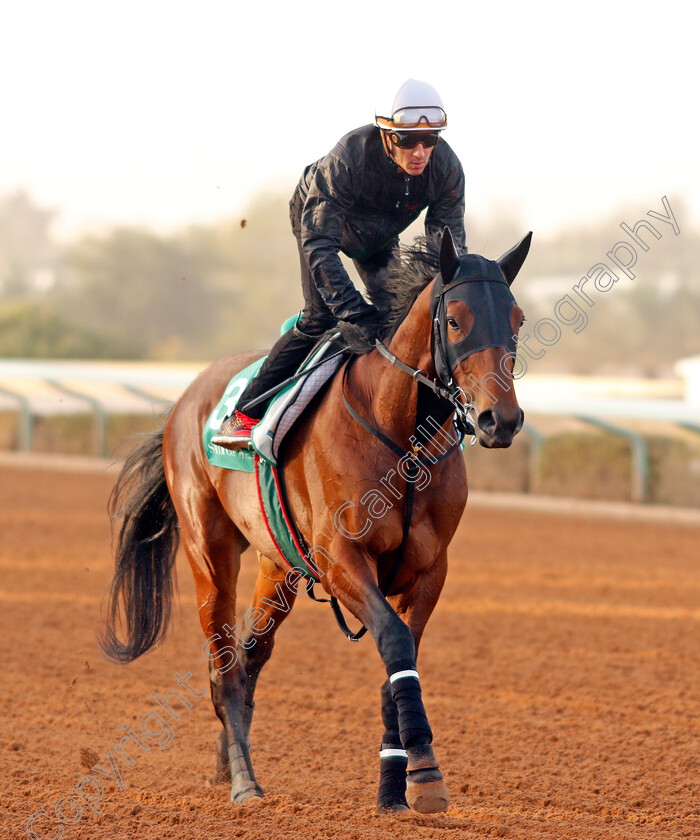 Chrysoberyl-0001 
 CHRYSOBERYL preparing for the Saudi Cup
Riyadh Racetrack, Kingdom Of Saudi Arabia, 27 Feb 2020 - Pic Steven Cargill / Racingfotos.com