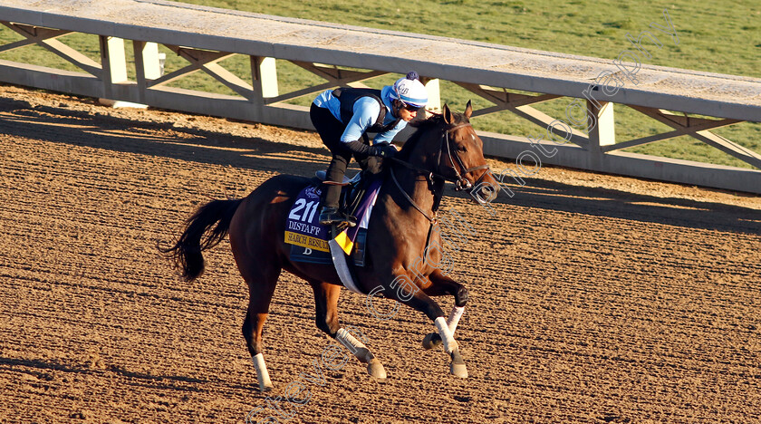 Search-Results-0001 
 SEARCH RESULTS training for The Breeders' Cup Distaff
Santa Anita USA, 31 October 2023 - Pic Steven Cargill / Racingfotos.com