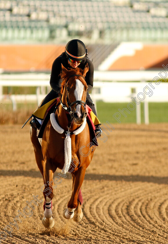 Sibelius-0002 
 SIBELIUS training for The Golden Shaheen
Meydan, Dubai, 22 Mar 2023 - Pic Steven Cargill / Racingfotos.com