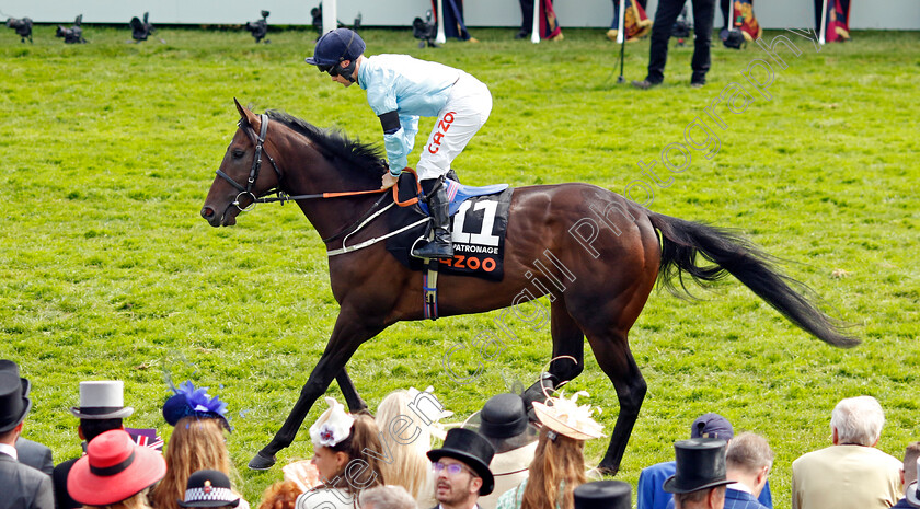 Royal-Patronage 
 ROYAL PATRONAGE (Jason Hart)
Epsom 4 Jun 2022 - Pic Steven Cargill / Racingfotos.com