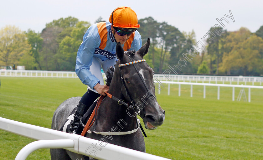 Got-To-Love-A-Grey-0001 
 GOT TO LOVE A GREY (Pierre-Louis Jamin)
Ascot 1 May 2024 - Pic Steven Cargill / Racingfotos.com