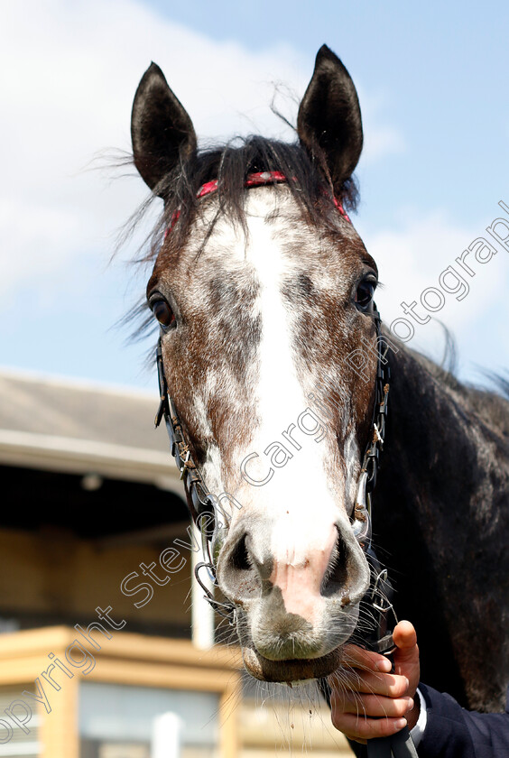 Theoryofeverything-0010 
 THEORYOFEVERYTHING winner of The Made In Doncaster St Leger Novice Stakes
Doncaster 2 Apr 2023 - Pic Steven Cargill / Racingfotos.com