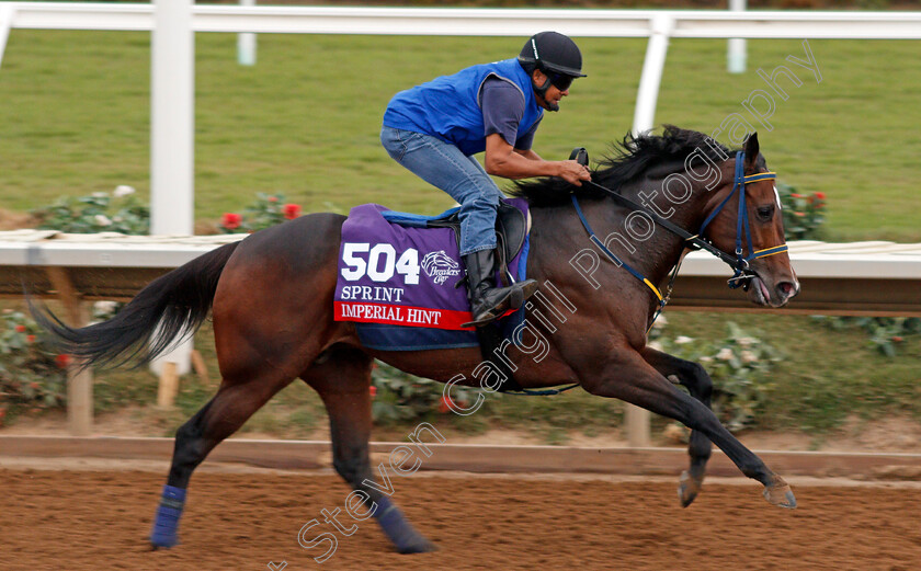 Imperial-Hint 
 IMPERIAL HINT exercising at Del Mar USA in preparation for The Breeders' Cup Sprint 30 Oct 2017 - Pic Steven Cargill / Racingfotos.com