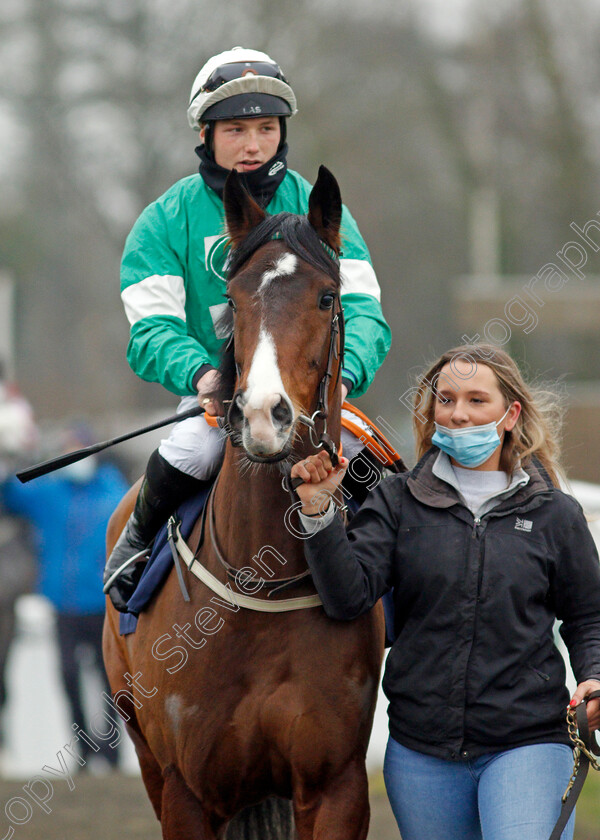 Ermyns-Dottie-0002 
 ERMYNS DOTTIE (Rhys Clutterbuck)
Lingfield 25 Jan 2022 - Pic Steven Cargill / Racingfotos.com