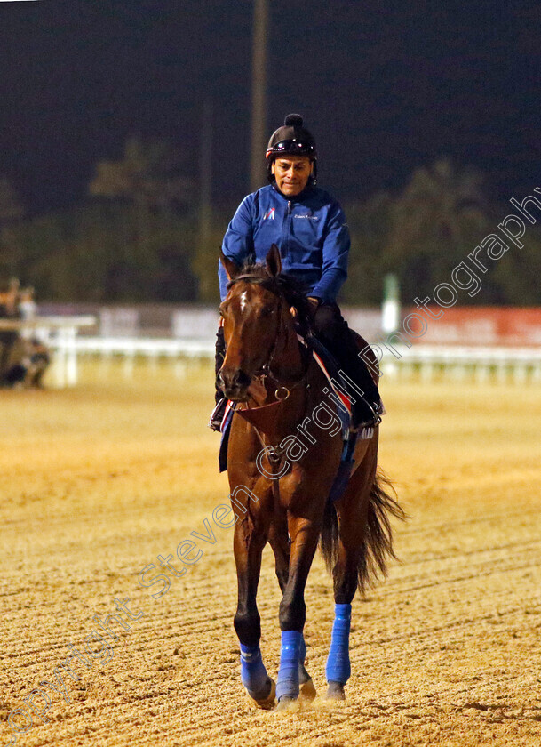 Country-Grammer-0007 
 COUNTRY GRAMMER training for the Dubai World Cup
Meydan, Dubai, 23 Mar 2023 - Pic Steven Cargill / Racingfotos.com