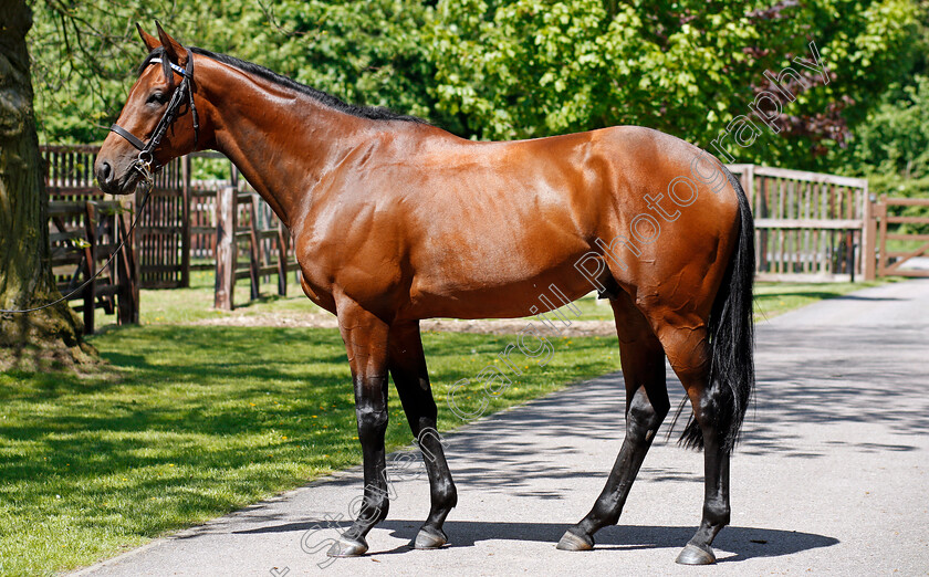 Elyaasaat-0005 
 ELYAASAAT Shadwell Stud 8 May 2018 - Pic Steven Cargill / Racingfotos.com