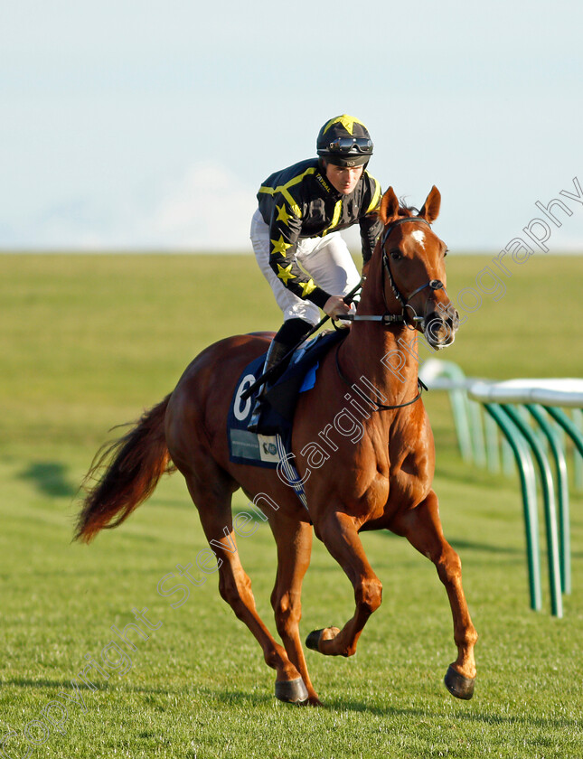 Moonlit-Warrior 
 MOONLIT WARRIOR (Dylan Hogan)
Newmarket 20 Oct 2021 - Pic Steven Cargill / Racingfotos.com