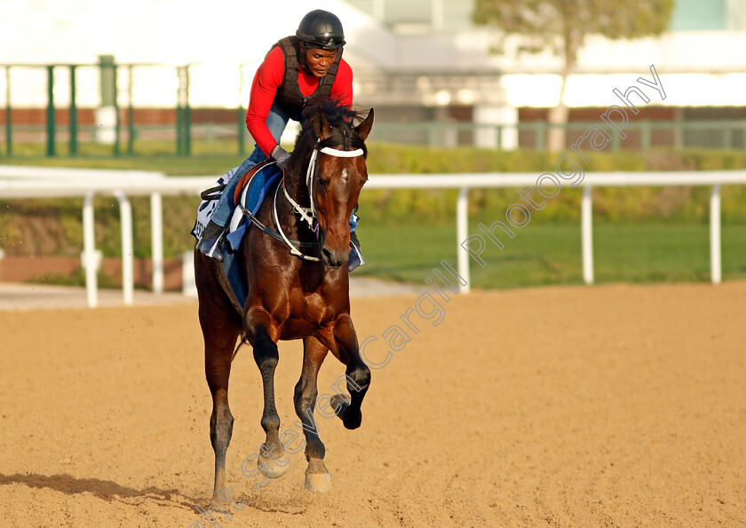 Majestic-Mambo-0001 
 MAJESTIC MAMBO exercising for trainer Mike de Kock
Meydan, Dubai, 3 Feb 2022 - Pic Steven Cargill / Racingfotos.com