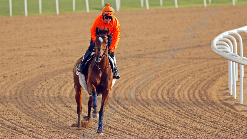 Grocer-Jack-0002 
 GROCER JACK training for the Dubai World Cup
Meydan, Dubai, 23 Mar 2022 - Pic Steven Cargill / Racingfotos.com