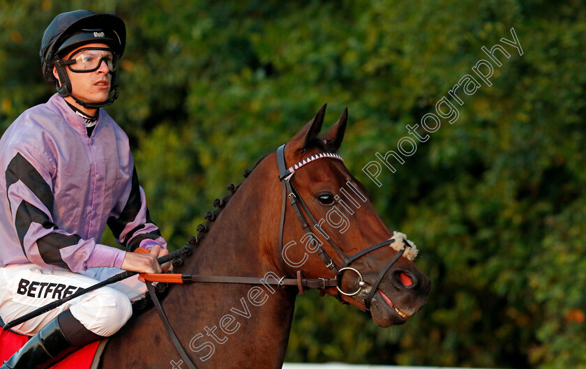 Star-Player-0001 
 STAR PLAYER (Richard Kingscote)
Sandown 25 May 2023 - Pic Steven Cargill / Racingfotos.com