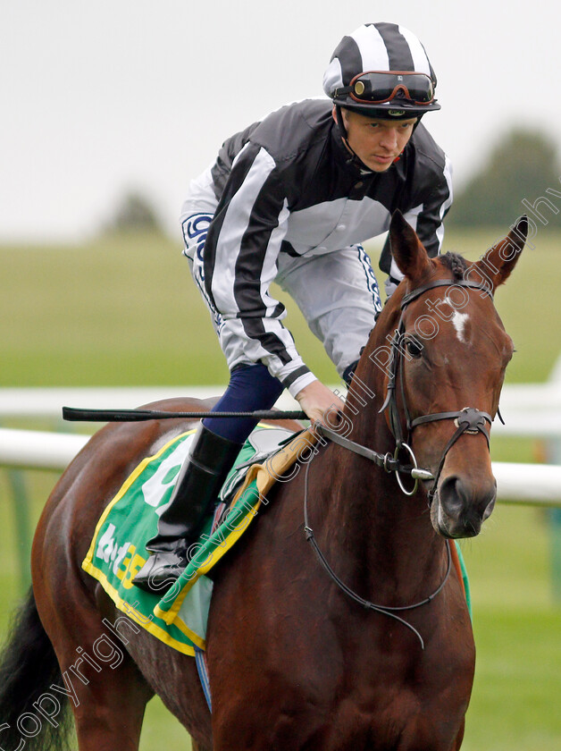 Majestic-Glory 
 MAJESTIC GLORY (David Probert)
Newmarket 8 Oct 2021 - Pic Steven Cargill / Racingfotos.com