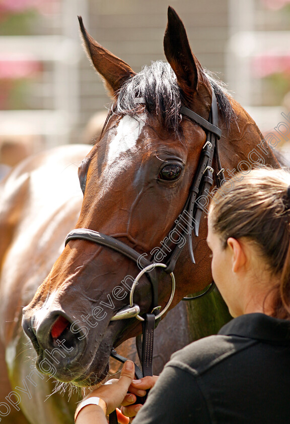 Lezoo-0011 
 LEZOO winner of The Princess Margaret Keeneland Stakes
Ascot 23 Jul 2022 - Pic Steven Cargill / Racingfotos.com