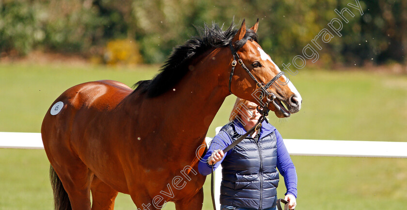 Lot-0045-colt-by-Charm-Spirit-ex-Vintage-Gardenia-0001 
 Lot 045 colt by Charm Spirit ex Vintage Gardenia sells for £20,000 at the Tattersalls Ireland Ascot Breeze Up Sale 5 Apr 2018 - Pic Steven Cargill / Racingfotos.com