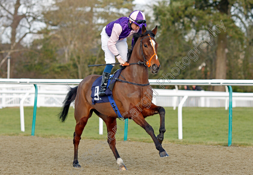 Nature 
 NATURE (Callum Shepherd)
Lingfield 5 Feb 2022 - Pic Steven Cargill / Racingfotos.com