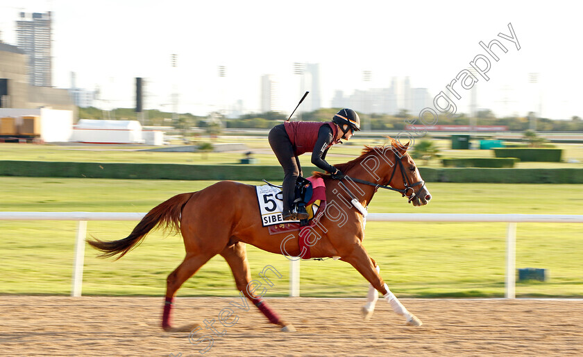 Sibelius-0001 
 SIBELIUS training for the Golden Shaheen
Meydan, Dubai, 23 Mar 2023 - Pic Steven Cargill / Racingfotos.com