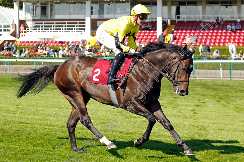 Acai-0001 
 ACAI (John Fahy)
Haydock 1 Sep 2022 - Pic Steven Cargill / Racingfotos.com