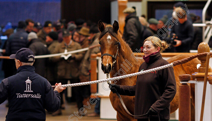 Lot-0664-filly-by-Acclamation-x-Party-Whip-0003 
 Lot 664, a filly by Acclamation x Party Whip, selling for 200,000 Guineas at Tattersalls December Foal Sale, Newmarket 30 Nov 2017 - Pic Steven Cargill / Racingfotos.com