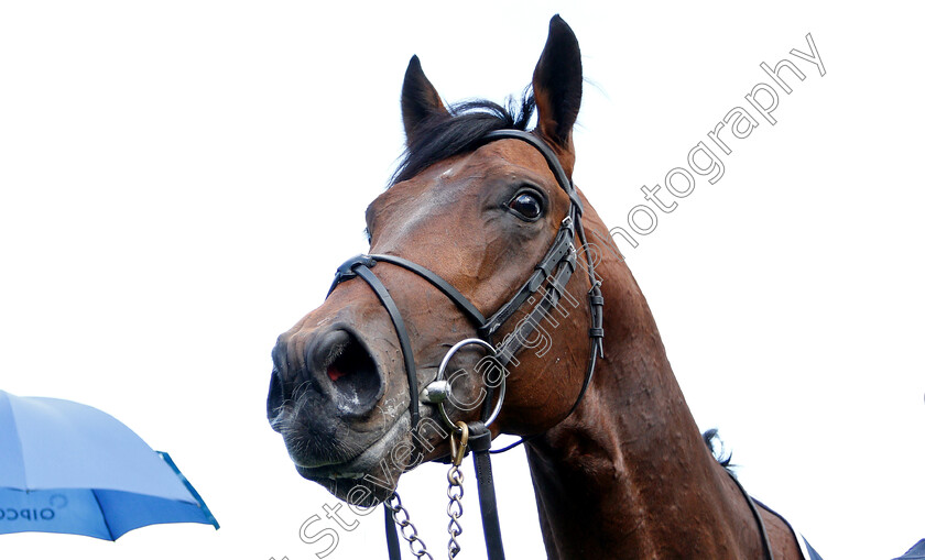 Magna-Grecia-0021 
 MAGNA GRECIA after The Qipco 2000 Guineas
Newmarket 4 May 2019 - Pic Steven Cargill / Racingfotos.com