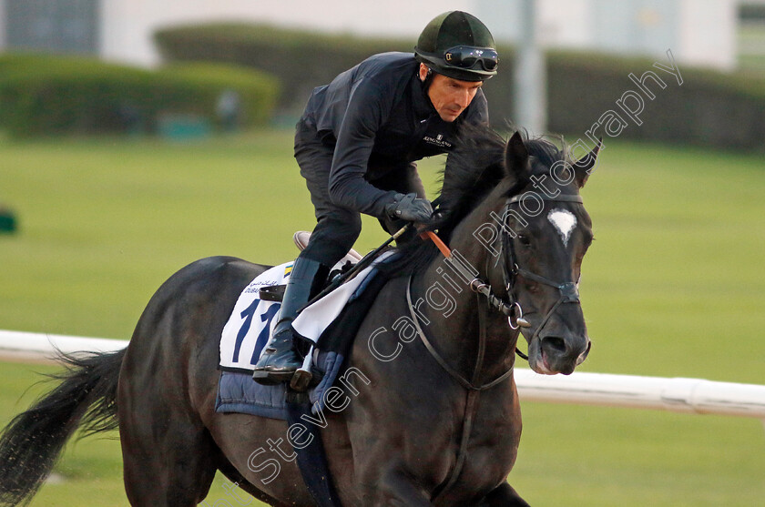 Heart-Of-Honor-0004 
 HEART OF HONOR training at the Dubai Racing Carnival
Meydan 22 Jan 2025 - Pic Steven Cargill / Racingfotos.com