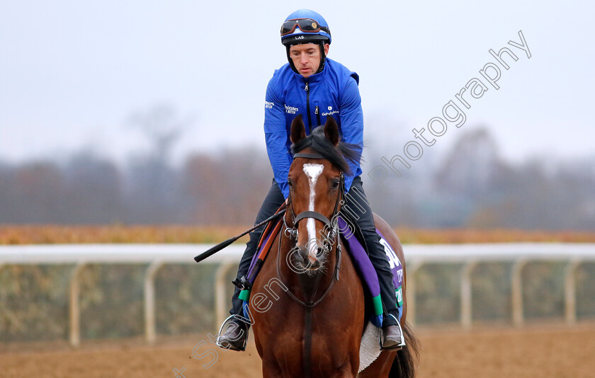 Nations-Pride-0002 
 NATIONS PRIDE training for the Breeders' Cup Turf
Keeneland USA 1 Nov 2022 - Pic Steven Cargill / Racingfotos.com