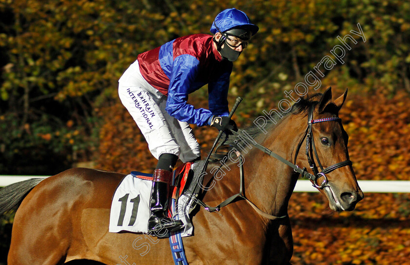 Missile-0001 
 MISSILE (Robert Havlin)
Kempton 11 Nov 2020 - Pic Steven Cargill / Racingfotos.com