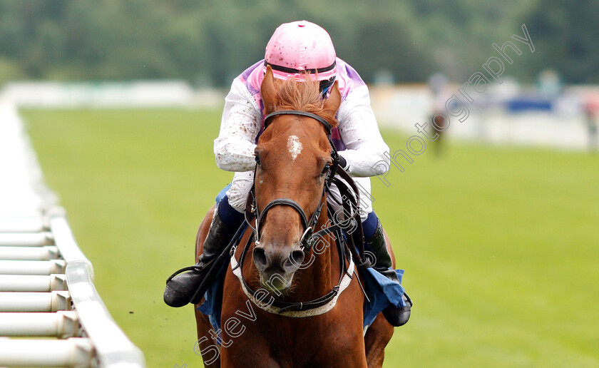 Arctic-Fox-0005 
 ARCTIC FOX (Carol Bartley) wins The Queen Mother's Cup
York 15 Jun 2019 - Pic Steven Cargill / Racingfotos.com