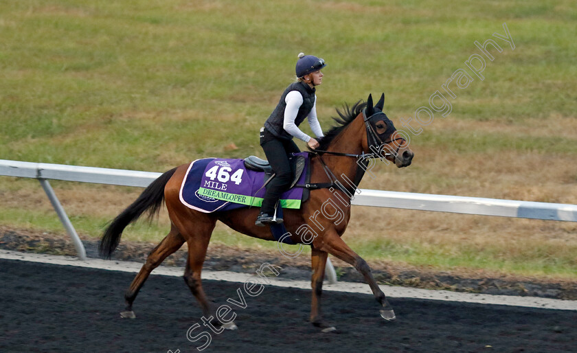 Dreamloper-0002 
 DREAMLOPER training for the Breeders' Cup Mile
Keeneland USA 1 Nov 2022 - Pic Steven Cargill / Racingfotos.com