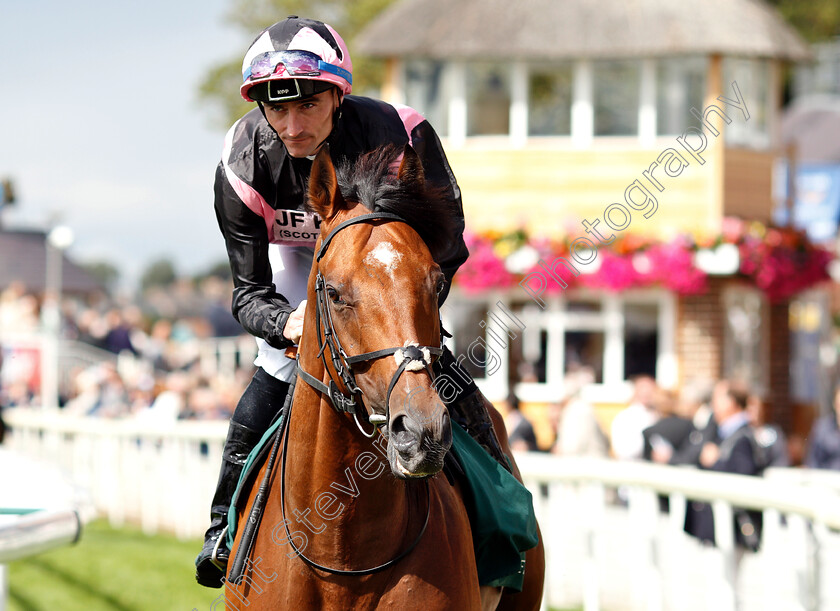 Sir-Chauvelin-0001 
 SIR CHAUVELIN (Daniel Tudhope)
York 24 Aug 2018 - Pic Steven Cargill / Racingfotos.com