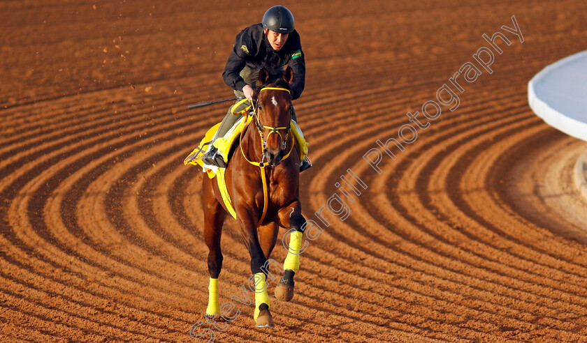 Ushba-Tesoro-0003 
 USHBA TESORO training for The Saudi Cup
King Abdulaziz Racecourse, Saudi Arabia 20 Feb 2024 - Pic Steven Cargill / Racingfotos.com