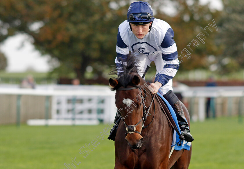 Asean-0001 
 ASEAN (Gavin Ryan)
Newmarket 13 Oct 2023 - Pic Steven Cargill / Racingfotos.com