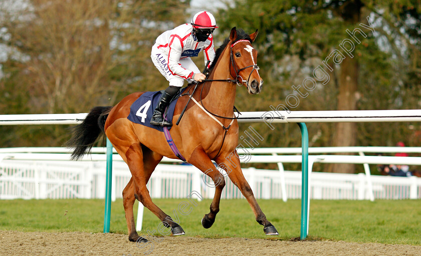 Mount-Olympus-0001 
 MOUNT OLYMPUS (Tom Marquand)
Lingfield 29 Jan 2021 - Pic Steven Cargill / Racingfotos.com