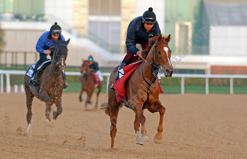 Dalanijujo-0002 
 DALANIJUJO exercising for trainer Mick Channon
Meydan, Dubai, 3 Feb 2022 - Pic Steven Cargill / Racingfotos.com