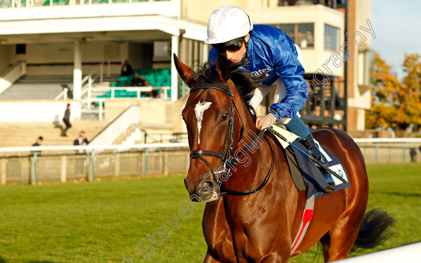 Military-Order-0006 
 MILITARY ORDER (William Buick) winner of The British Stallion Studs EBF Future Stayers Novice Stakes
Newmarket 19 Oct 2022 - Pic Steven Cargill / Racingfotos.com