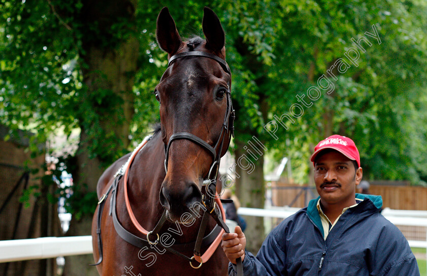 Lot-0098-Sugar-Baron-0003 
 Top Lot 098 SUGAR BARON selling for £28,000 at Tattersalls Ireland Ascot Sale
5 Jun 2018 - Pic Steven Cargill / Racingfotos.com