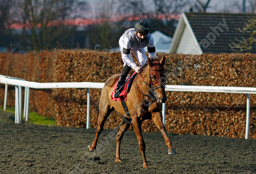 Mutahamisa-0001 
 MUTAHAMISA (Cameron Noble)
Kempton 24 Feb 2021 - Pic Steven Cargill / Racingfotos.com