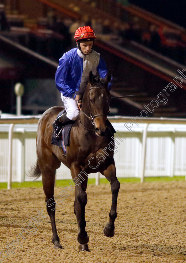 Mother-Mara-0001 
 MOTHER MARA (Rossa Ryan)
Wolverhampton 20 Dec 2024 - Pic Steven Cargill / Racingfotos.com