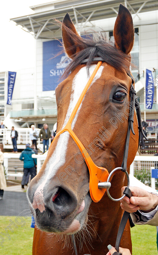 Spirit-Of-Appin-0007 
 SPIRIT OF APPIN after The Princess Royal Muhaarar Stakes
Newmarket 27 Sep 2019 - Pic Steven Cargill / Racingfotos.com