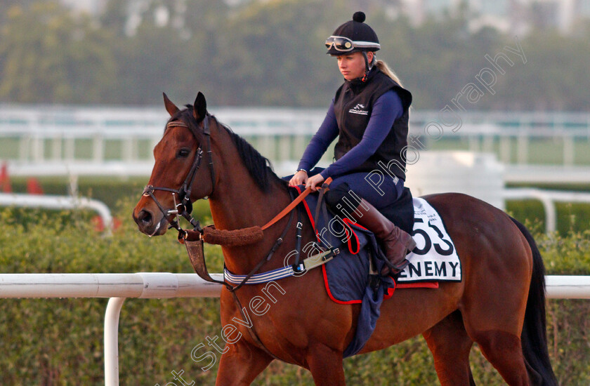 Enemy-0004 
 ENEMY exercising for trainer Ian Williams
Meydan, Dubai, 3 Feb 2022 - Pic Steven Cargill / Racingfotos.com