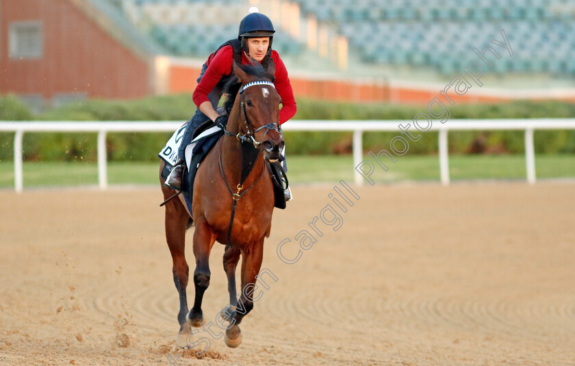 Perdika-0001 
 PERDIKA training at the Dubai World Cup Carnival
Meydan 5 Jan 2023 - Pic Steven Cargill / Racingfotos.com