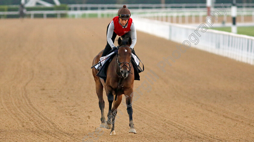 Secret-Combination-0001 
 SECRET COMBINATION training at the Dubai Racing Carnival
Meydan 22 Jan 2025 - Pic Steven Cargill / Racingfotos.com