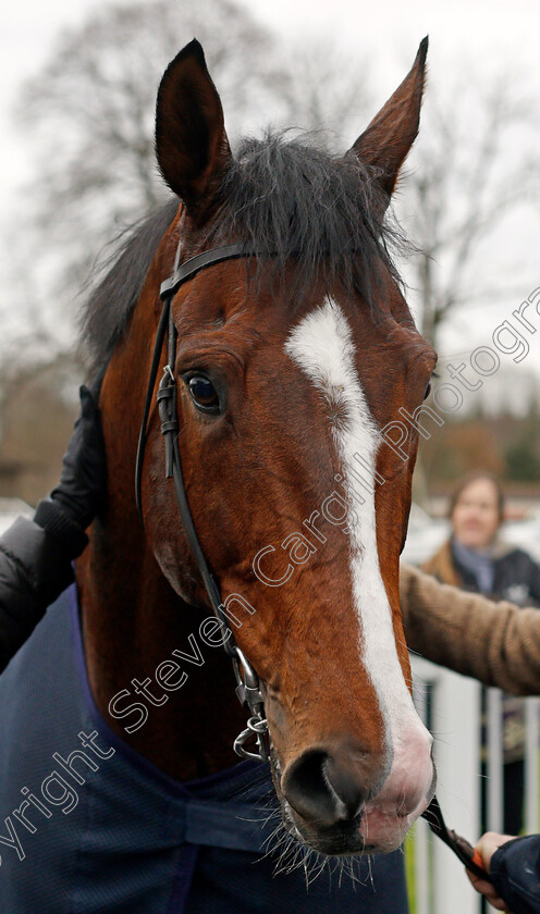 Toast-Of-New-York-0015 
 TOAST OF NEW YORK after winning The Betway Conditions Stakes Lingfield 6 Dec 2017 - Pic Steven Cargill / Racingfotos.com