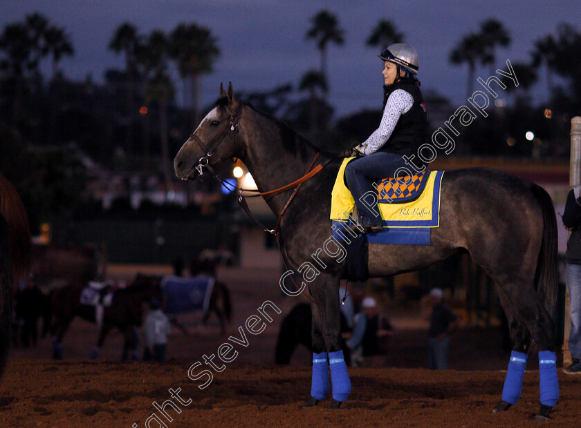 Arrogate-0003 
 ARROGATE training for The Breeders' Cup Classic at Del Mar 2 Nov 2017 - Pic Steven Cargill / Racingfotos.com