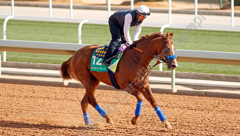 Mucho-Gusto-0004 
 MUCHO GUSTO preparing for the Saudi Cup
Riyadh Racecourse, Kingdom of Saudi Arabia 26 Feb 2020 - Pic Steven Cargill / Racingfotos.com