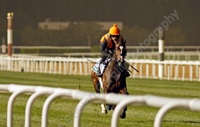 Alenquer-0002 
 ALENQUER training for The Sheema Classic
Meydan, Dubai, 24 Mar 2022 - Pic Steven Cargill / Racingfotos.com