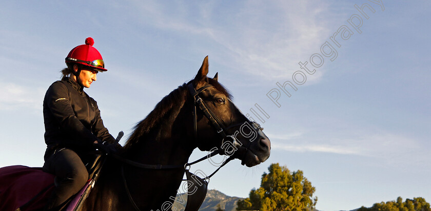 Auguste-Rodin-0002 
 AUGUSTE RODIN training for the Breeders' Cup Turf
Santa Anita USA, 1 Nov 2023 - Pic Steven Cargill / Racingfotos.com