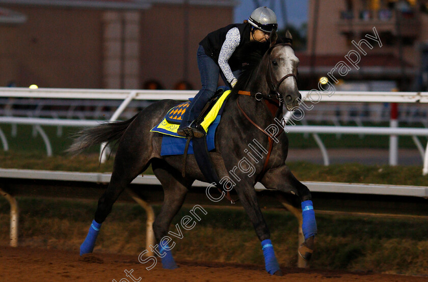 Arrogate-0008 
 ARROGATE training for The Breeders' Cup Classic at Del Mar 2 Nov 2017 - Pic Steven Cargill / Racingfotos.com